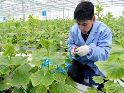 农业生产实现物联网化有什么好处？
